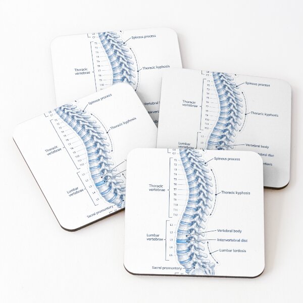 Item preview, Anatomy Vertebral Column Blueprint Physical Therapy Sticker designed and sold by isokinetic.