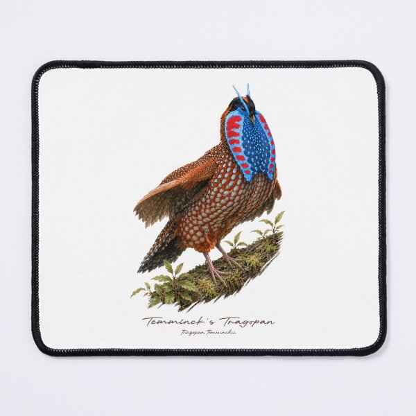 Item preview, Temminck's Tragopan on Mossy Branch Bird Illustration designed and sold by Takeda-art.