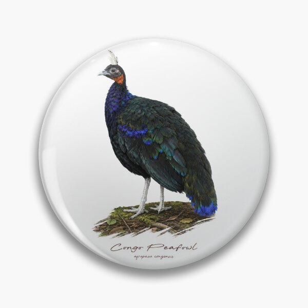 Item preview, Congo Peafowl on Forest Ground Bird Illustration designed and sold by Takeda-art.