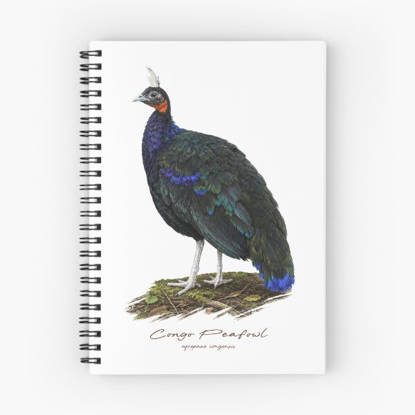 Item preview, Congo Peafowl on Forest Ground Bird Illustration designed and sold by Takeda-art.