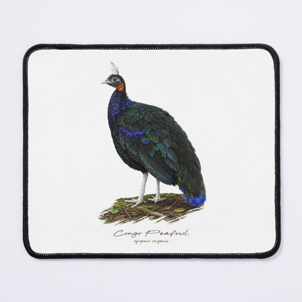 Item preview, Congo Peafowl on Forest Ground Bird Illustration designed and sold by Takeda-art.
