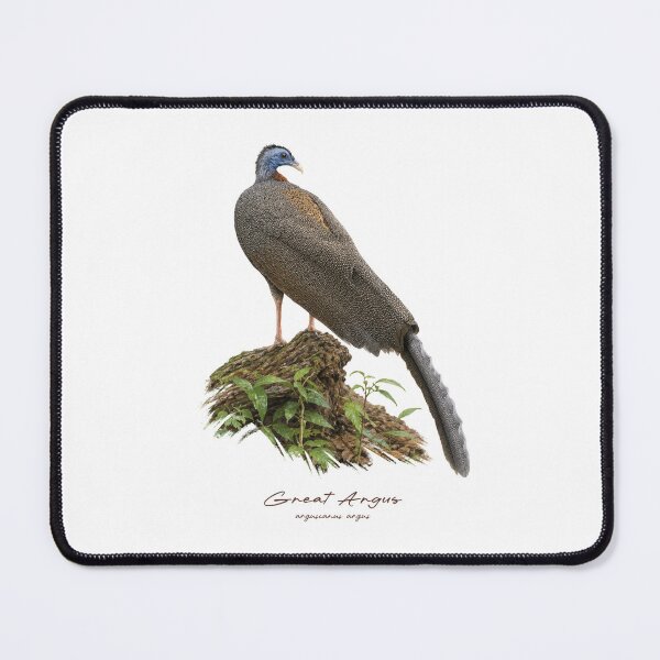 Item preview, Great Argus on Forest Ground Bird Illustration designed and sold by Takeda-art.