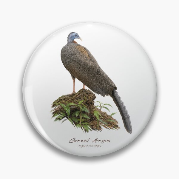 Item preview, Great Argus on Forest Ground Bird Illustration designed and sold by Takeda-art.