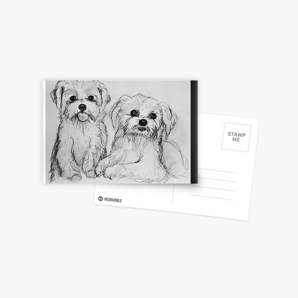 Maltese pups Postcard
