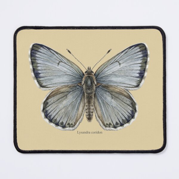 Item preview, The Pale Monarch: Chalk Hill Blue Lysandra Coridon Entomological Art designed and sold by FreiherrPK.