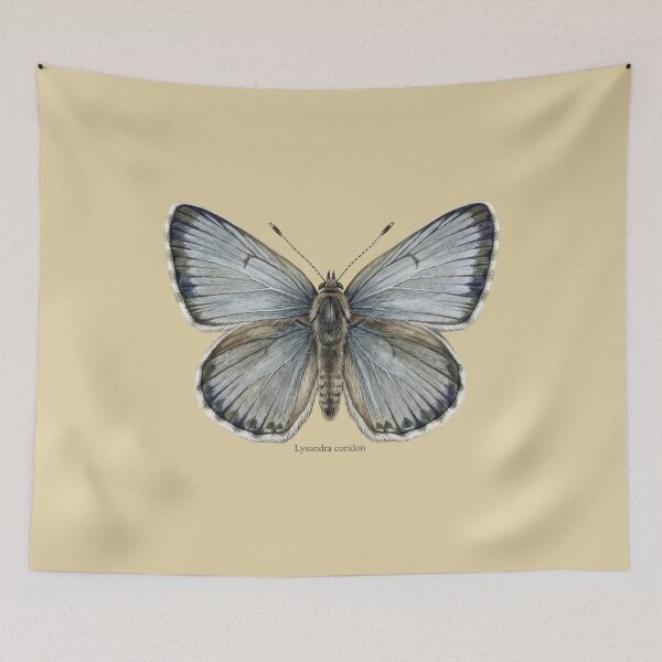 Item preview, The Pale Monarch: Chalk Hill Blue Lysandra Coridon Entomological Art designed and sold by FreiherrPK.