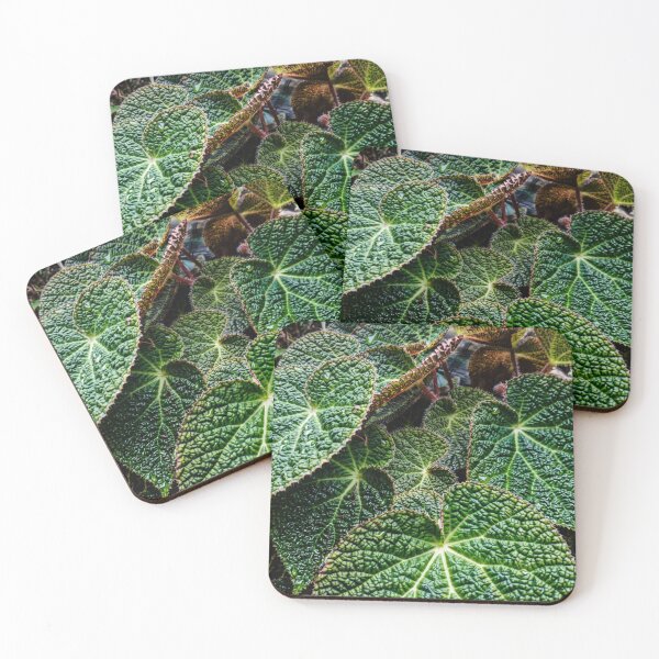Item preview, Vintage Nepenthes Pitcher Plant Botanical Photo designed and sold by ChotipahArt.