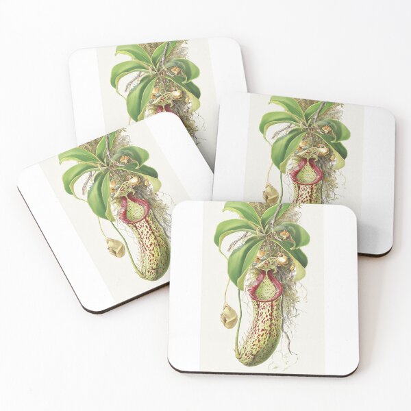 Item preview, Vintage Nepenthes Pitcher Plant Botanical Photo designed and sold by ChotipahArt.