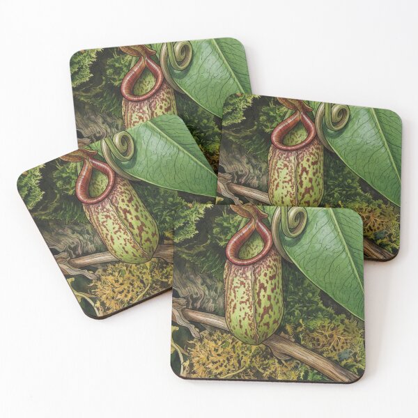 Item preview, Vintage Nepenthes Pitcher Plant Botanical Photo designed and sold by ChotipahArt.