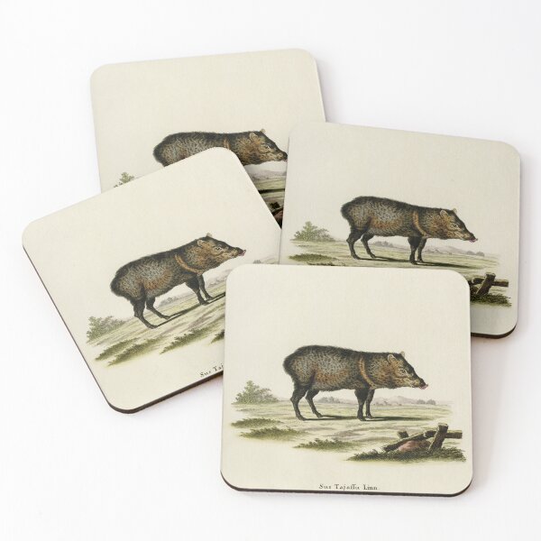 Item preview, Collared peccary or musk hog releases musky odour designed and sold by TerryKerrImages.