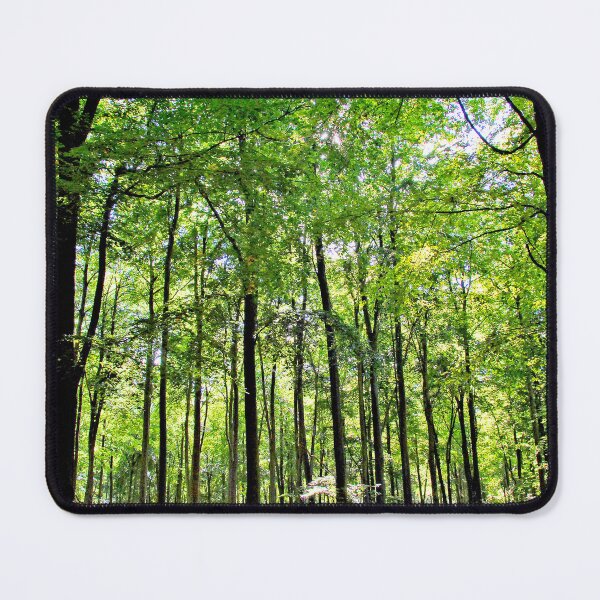 Item preview, Blackwood Forest Winchester Hampshire designed and sold by AndyEvansPhotos.