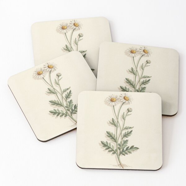 Item preview, Vintage Daisy Botanical Illustration | Antique Wildflower Print designed and sold by NuvoraNest.