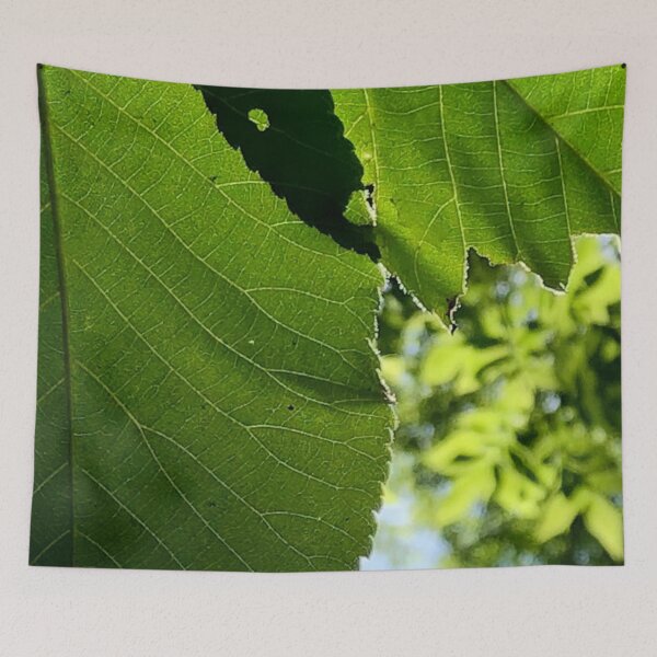 Item preview, Leaf Shadows, no filter photograph designed and sold by GiSilver.