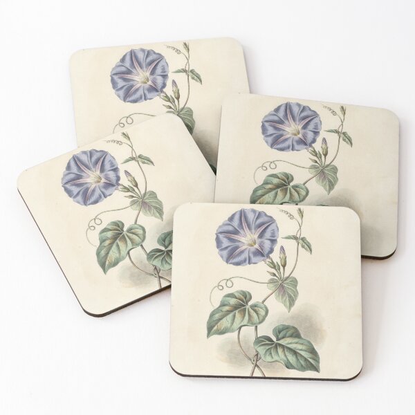 Item preview, Vintage Morning Glory Botanical Illustration designed and sold by NuvoraNest.