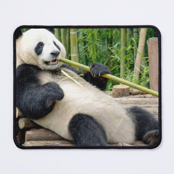 Item preview, Panda Chewing on a Bamboo Stalk designed and sold by Maria Dryfhout.