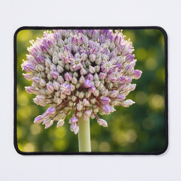 Item preview, Lavender Allium in Golden Garden Light designed and sold by Kimberly Palmer.