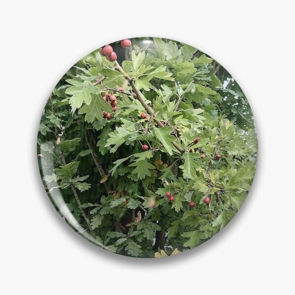 Item preview, Red Hawthorn Berries in Green Foliage designed and sold by PhuongVoArt.