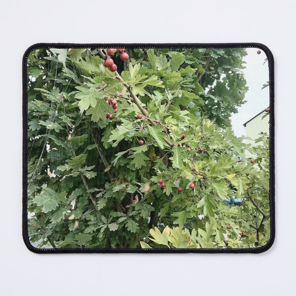 Item preview, Red Hawthorn Berries in Green Foliage designed and sold by PhuongVoArt.
