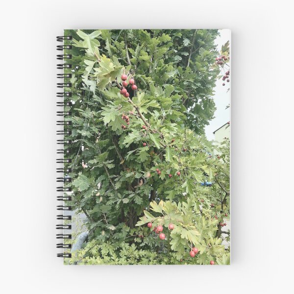 Item preview, Red Hawthorn Berries in Green Foliage designed and sold by PhuongVoArt.