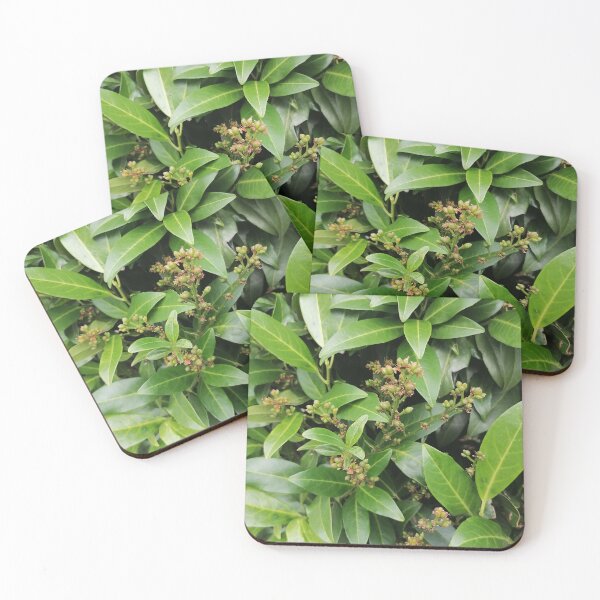 Item preview, Green Cherry Laurel Leaves and Developing Berries designed and sold by PhuongVoArt.