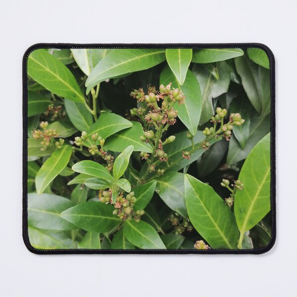 Item preview, Green Cherry Laurel Leaves and Developing Berries designed and sold by PhuongVoArt.