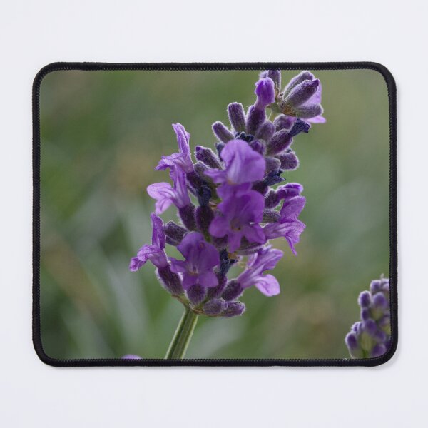 Item preview, Lavender designed and sold by Cblifeisgood.