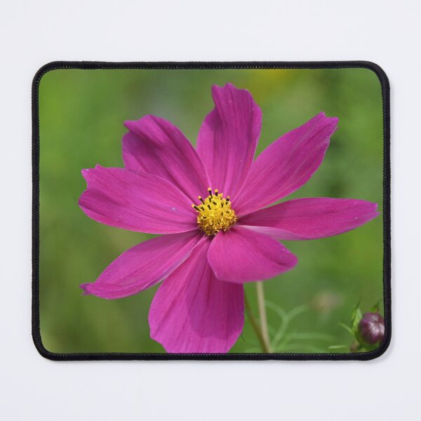 Item preview, Dark pink Cosmos designed and sold by Cblifeisgood.