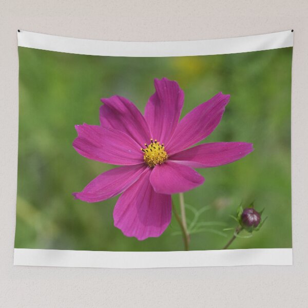 Item preview, Dark pink Cosmos  designed and sold by Cblifeisgood.
