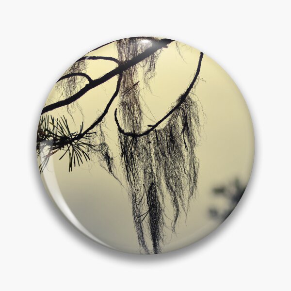 Item preview, Beard lichen Early Morning at . Pahkanakallio 13 designed and sold by Jouko Lehto Photography.
