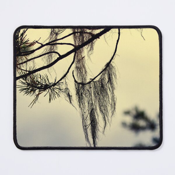Item preview, Beard lichen Early Morning at . Pahkanakallio 13 designed and sold by Jouko Lehto Photography.