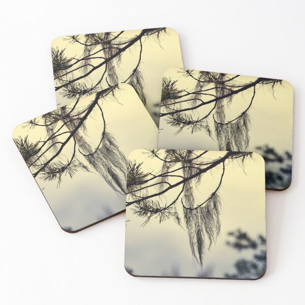 Item preview, Beard lichen Early Morning at . Pahkanakallio 13 designed and sold by Jouko Lehto Photography.