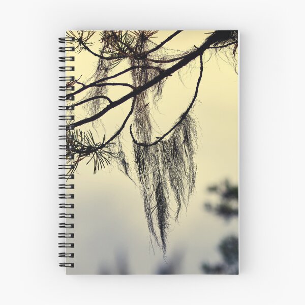 Item preview, Beard lichen Early Morning at . Pahkanakallio 13 designed and sold by Jouko Lehto Photography.