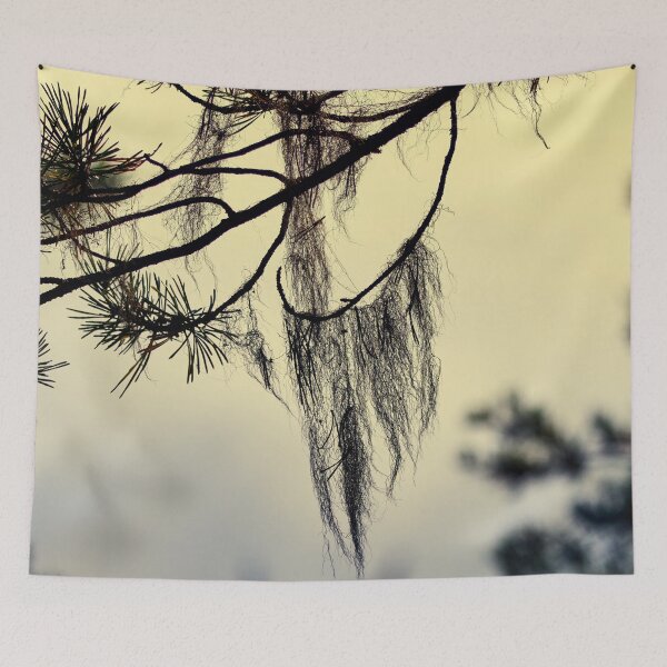 Item preview, Beard lichen Early Morning at . Pahkanakallio 13 designed and sold by Jouko Lehto Photography.