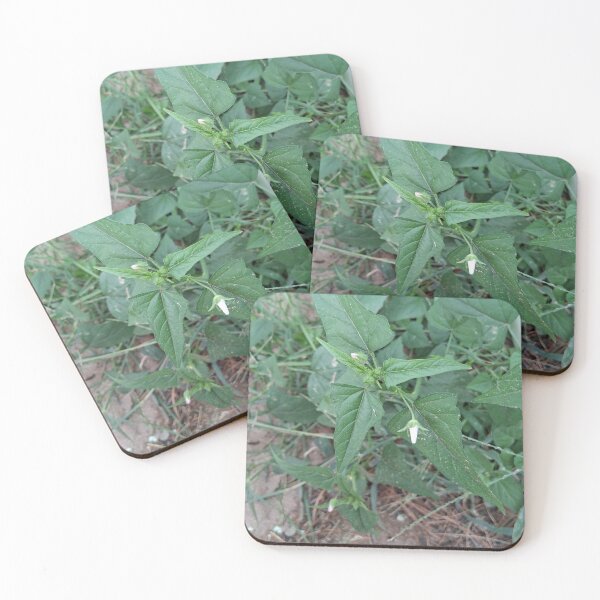 Item preview, The weeds designed and sold by Point-land.
