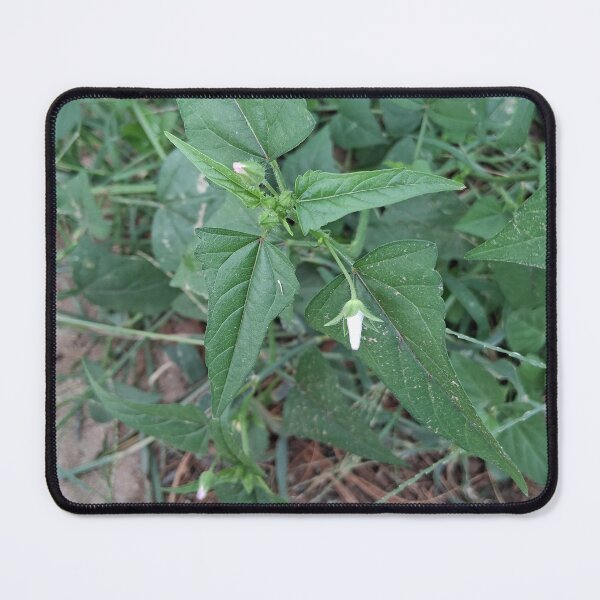 Item preview, The weeds designed and sold by Point-land.