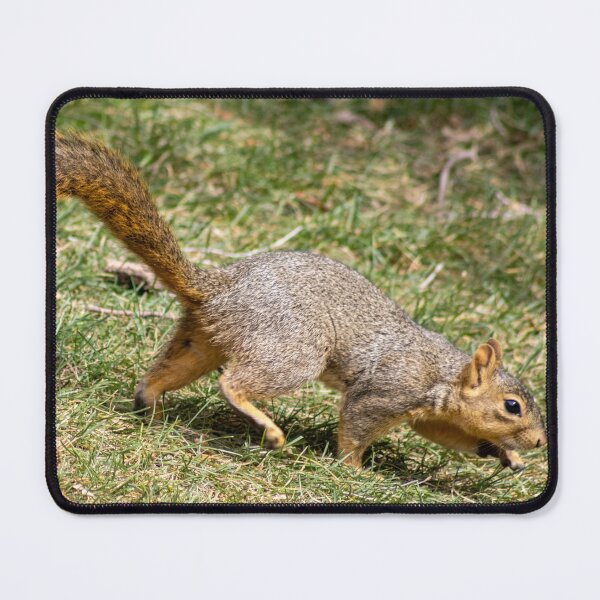 Item preview, American Red Squirrel in Motion  designed and sold by WilesNailsPower.