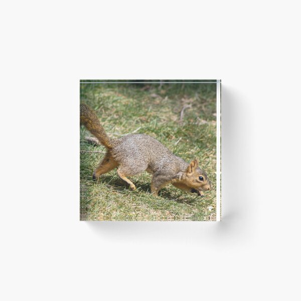 Item preview, American Red Squirrel in Motion  designed and sold by WilesNailsPower.