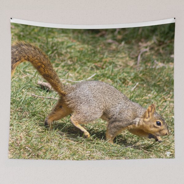 Item preview, American Red Squirrel in Motion  designed and sold by WilesNailsPower.