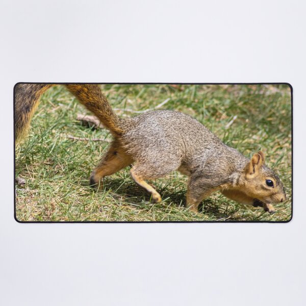 Item preview, American Red Squirrel in Motion  designed and sold by WilesNailsPower.