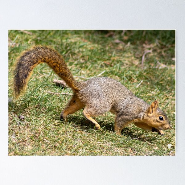 Item preview, American Red Squirrel in Motion  designed and sold by WilesNailsPower.