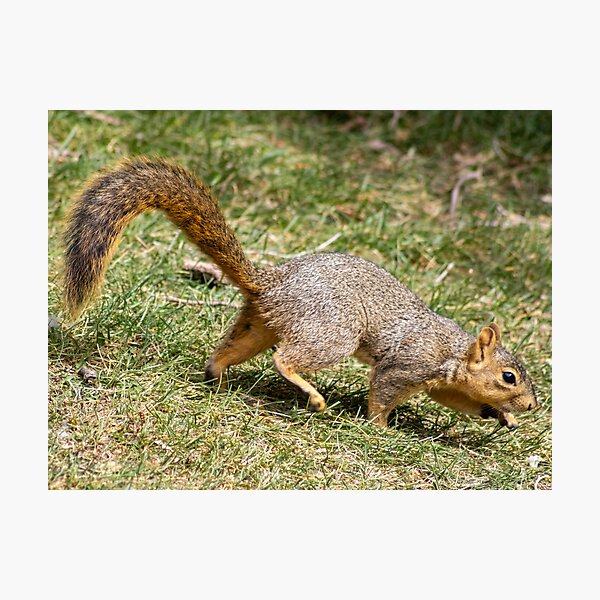 Item preview, American Red Squirrel in Motion  designed and sold by WilesNailsPower.