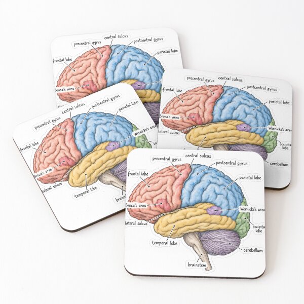 Item preview, Anatomy Brain Lobes Physical Therapy Sticker designed and sold by isokinetic.