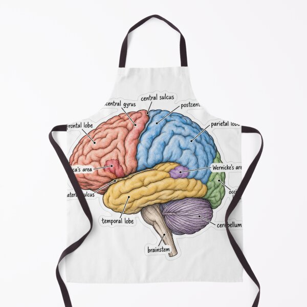 Item preview, Anatomy Brain Lobes Physical Therapy Sticker designed and sold by isokinetic.