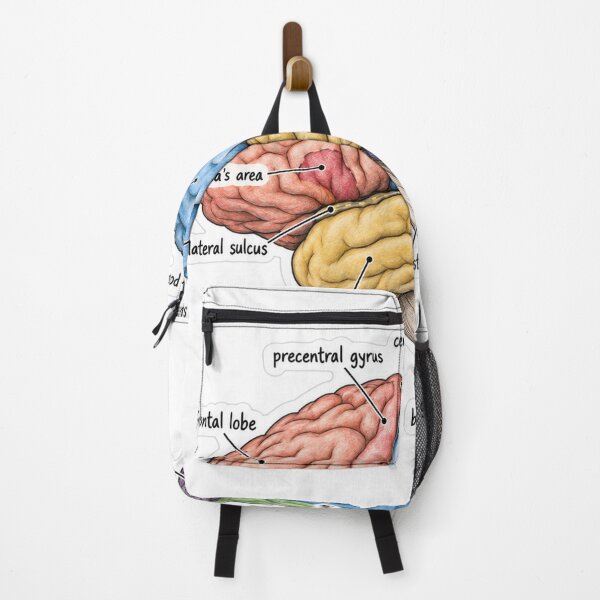 Item preview, Anatomy Brain Lobes Physical Therapy Sticker designed and sold by isokinetic.