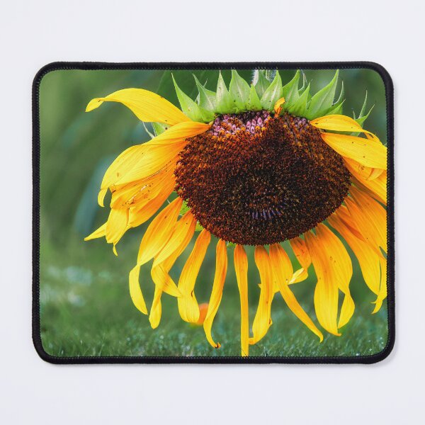 Item preview, Late Summer Swoon designed and sold by Jim Love.