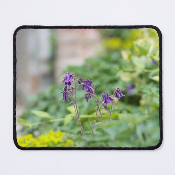 Item preview, Aquilegia flowers in a walled garden designed and sold by GreyFeatherPhot.