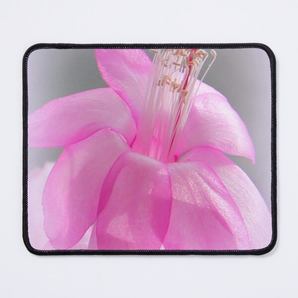 Item preview, Magical Christmas Cactus designed and sold by vette.