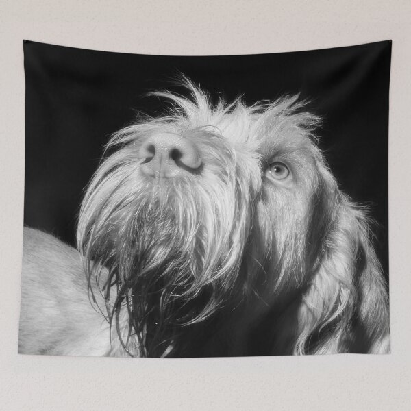 Item preview, Stars above Spinone – Monochrome Orange and White Italian Spinone by heidiannemorris designed and sold by FOLK ART FUSION.
