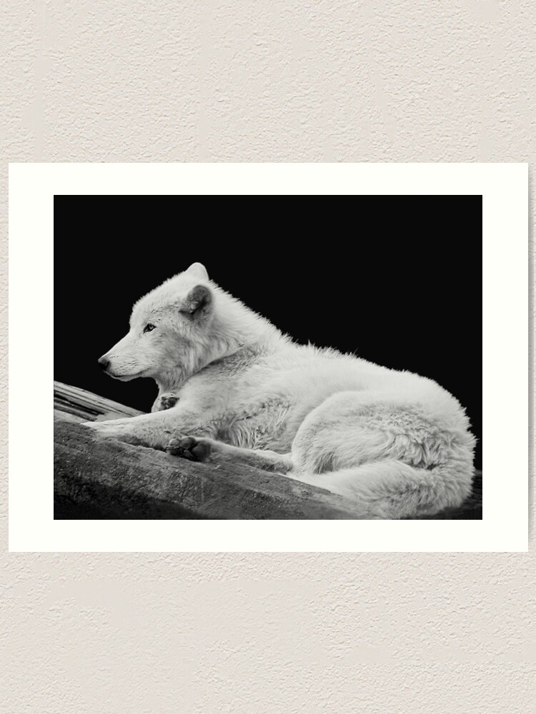 Alternate view of White Arctic Wolf Art Print