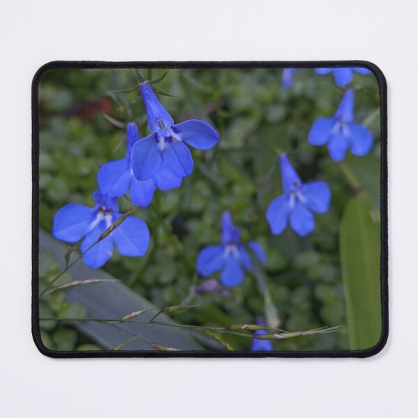 Item preview, Scattered Lobelia Sapphire Blooms, Botanical Garden Photography designed and sold by PrettyAround.